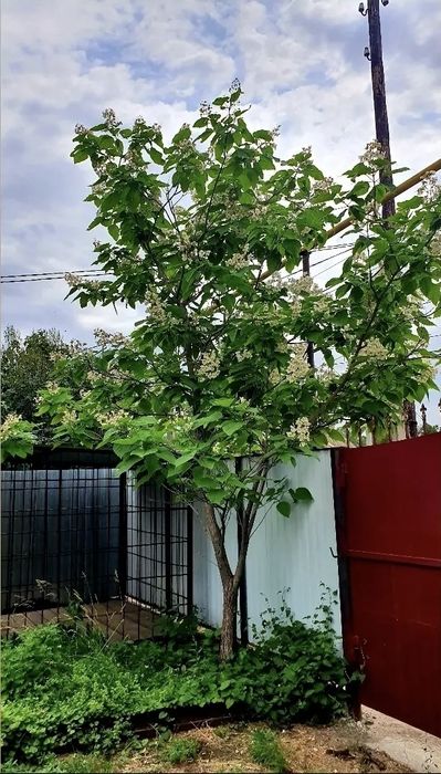 Саженцы катальпы