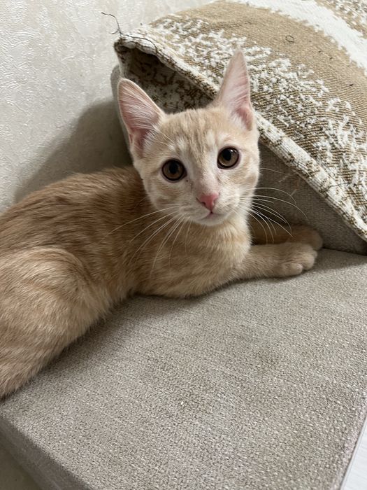 Кот рыжий 4 месяца