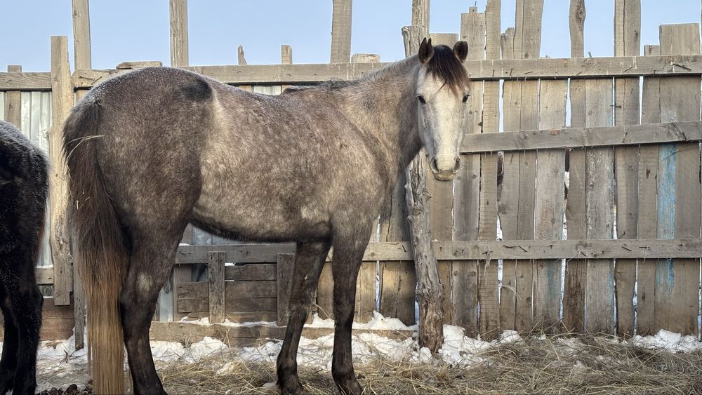 Осы бие сатылады бойдақ