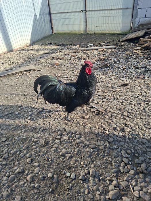 Cocosi si gaini de țară, australorp, brahma. 3 perechi pauni 2025.