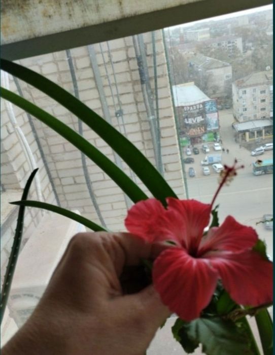 Продам комнатные цветы