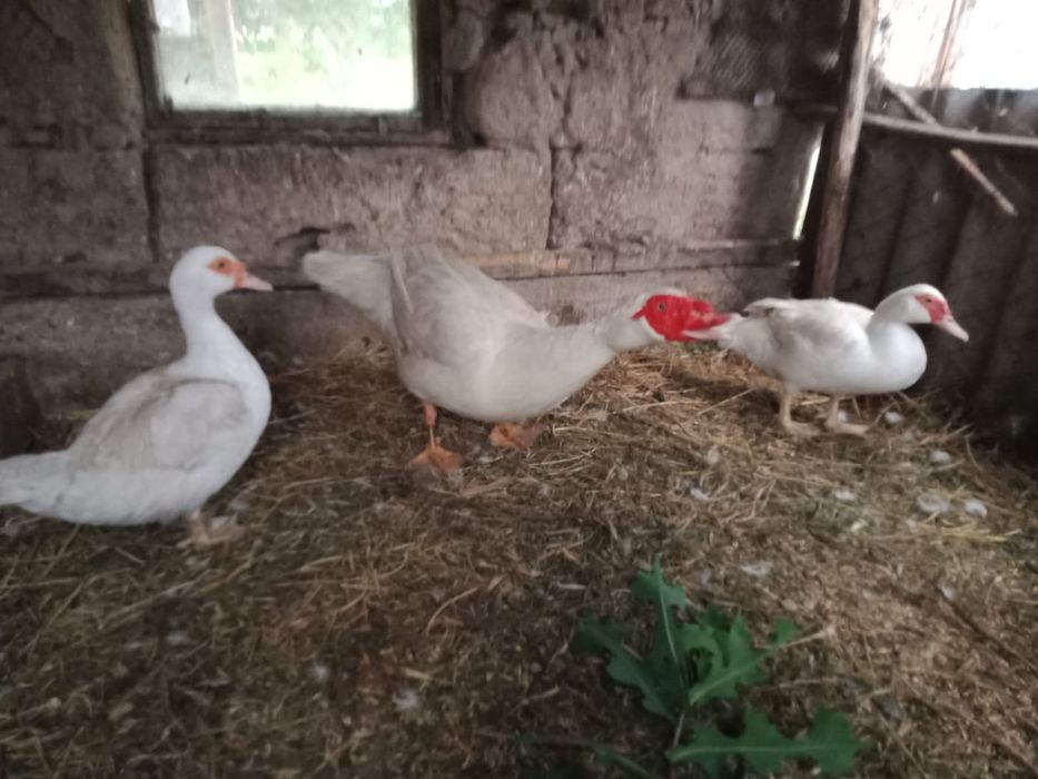 Индоутки семья  продам