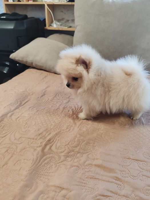 Померан мини мъжко и женско