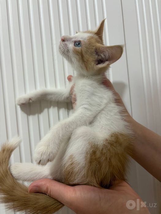 Продаются Котята рыжие добрые