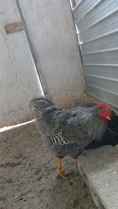 Vind familie plymont rok barat