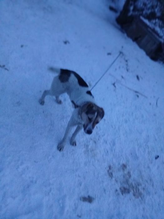 Продаю алабай 7 месяцев