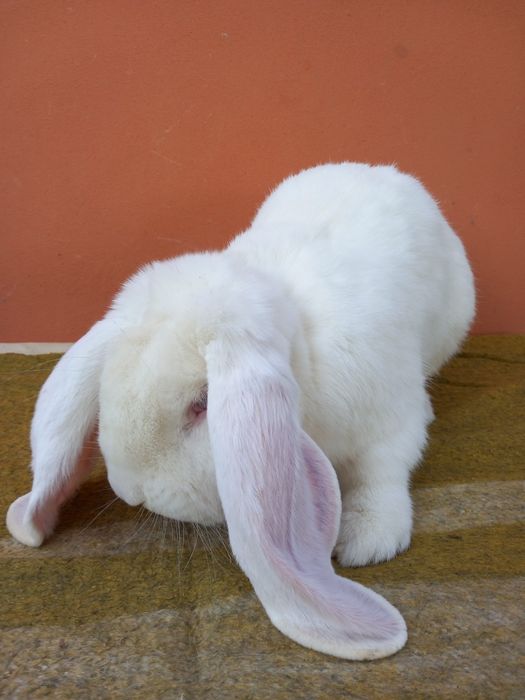 Iepuri berbec german .