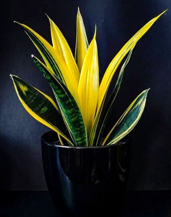 Сансивьерия Gold Flame