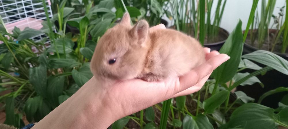 Mitti quyon bolalari sotuvga chiqdi