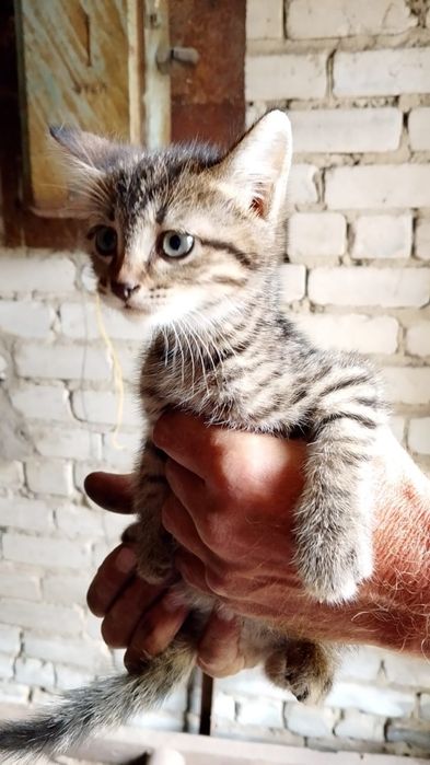 Котята ищут любящих хозяев