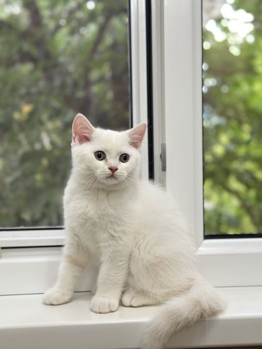 Котенок мальчик.