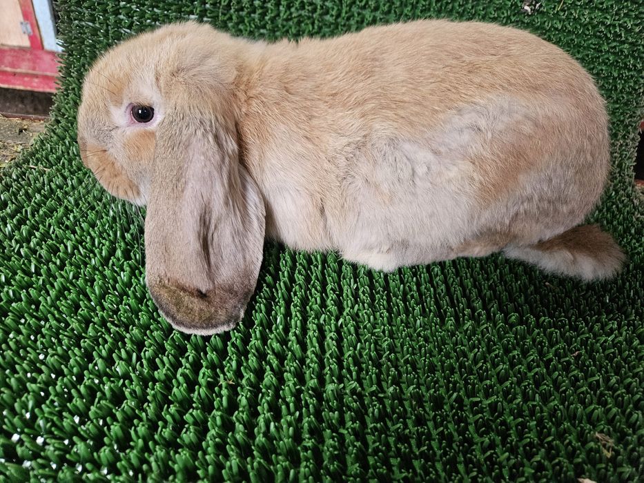 Berbec german / Urias de Transilvania