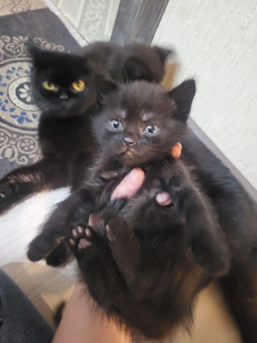 Котята от британки 2000