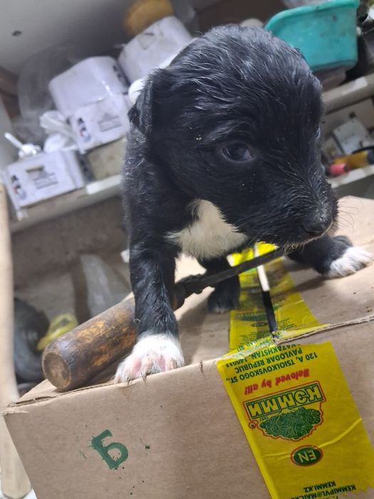 Щенки в хорошие руки