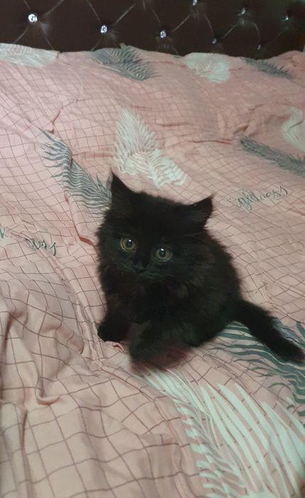 Кошки мейн-кун продаётся