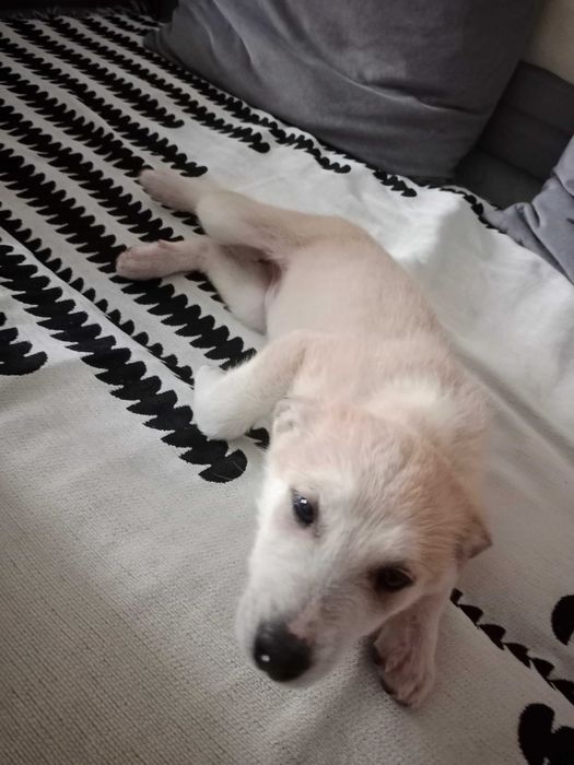 Девочка собачка бесплатно