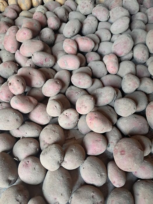 Семенной картофель