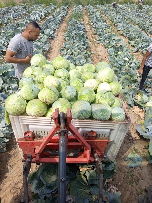 Продавам зеле Хаипо