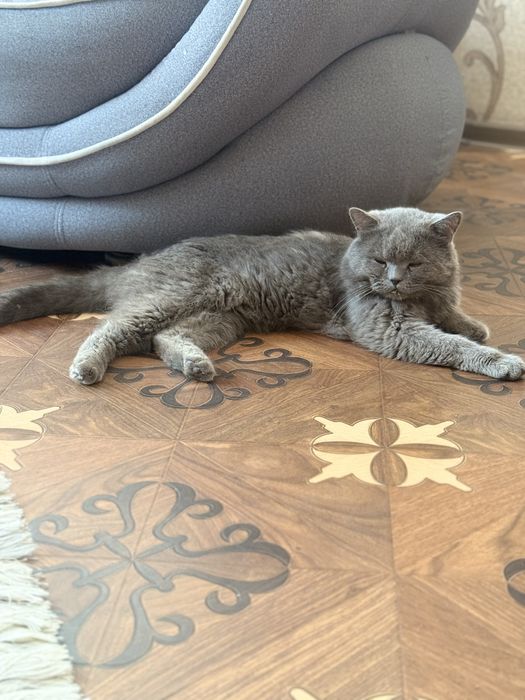 британская короткошёрстная кошка