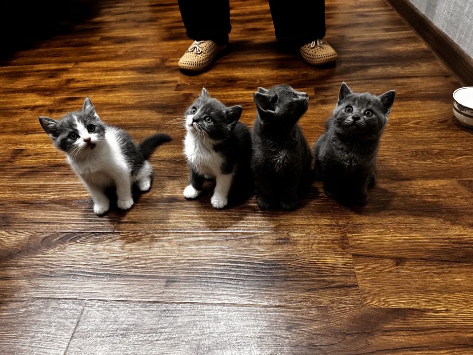 Скотиш страйт котята