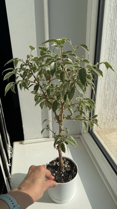 Фикус Бенджамина  Ирэн, Нина, Эльдорадо, Мутабилис