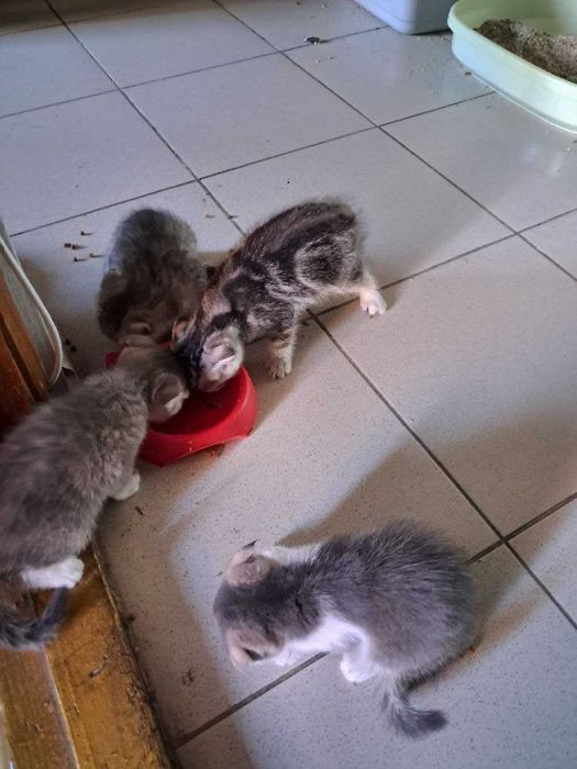Scottish Fold котята чистые 4 малчика