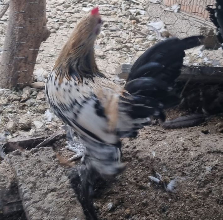 Cocoșei mii de flori