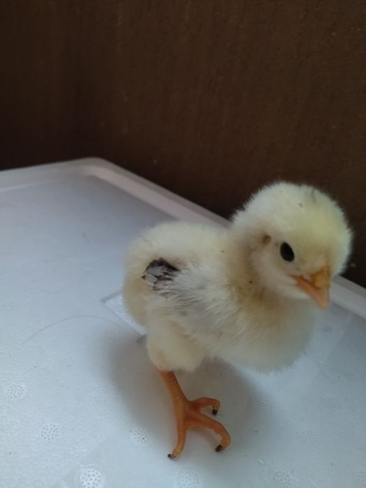Pui de găină metis