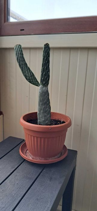 Кактуси, големи, красиви.