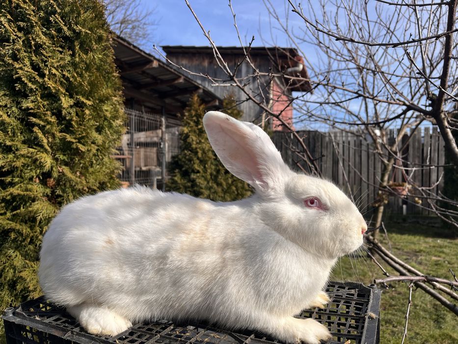 Se vand doua femele iepure comun!