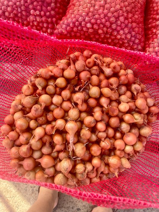 Арпаджик. Лясковски