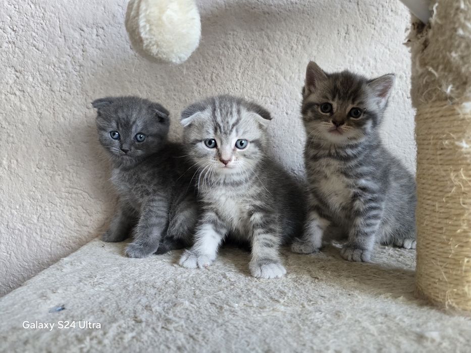 Чистокръвни Шотландски клепоухи котета
