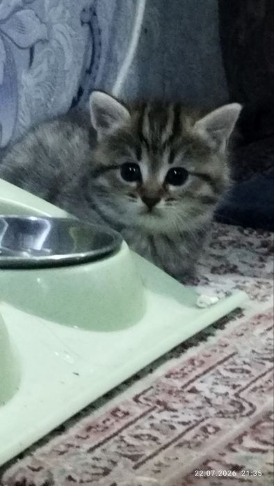 N11 Mushuk bollari sotiladi