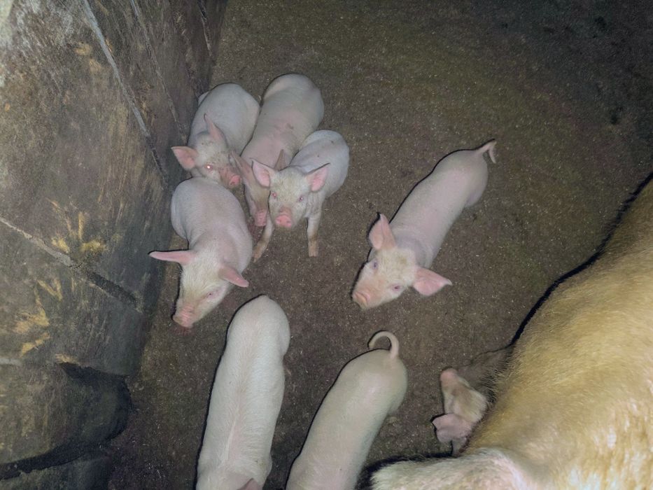 Продам месячных поросят.