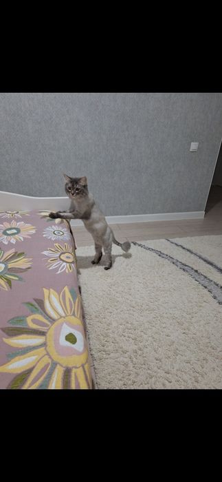 Отдам кошку породистую