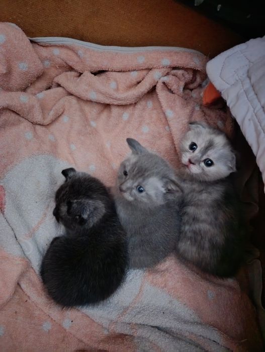 Продам Шотландские котята