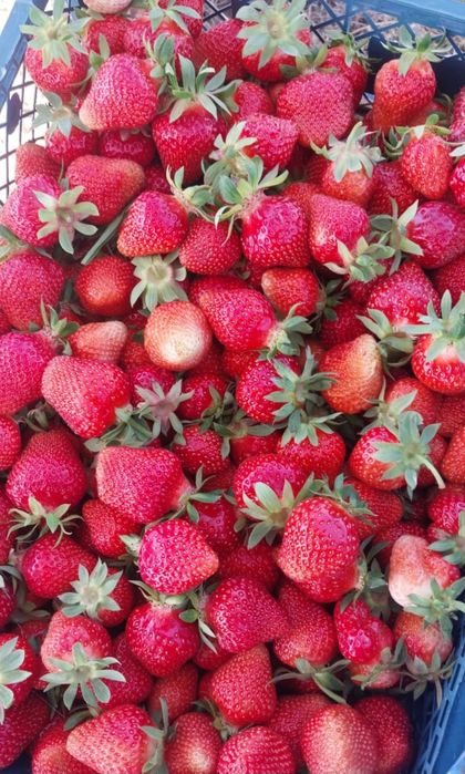 Корни Клубники рассада