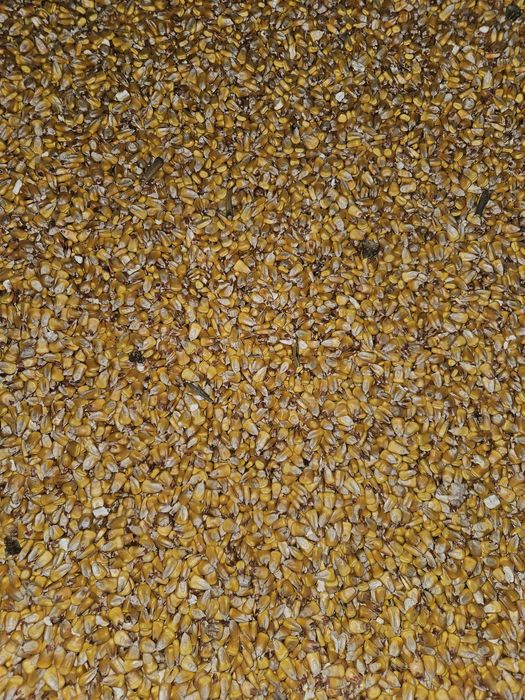 Porumb boabe recolta 2025