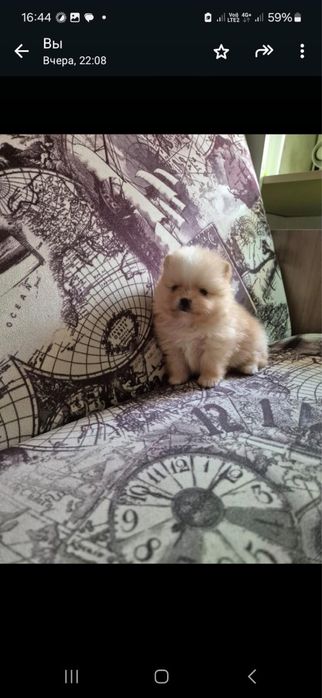 Продам щенят породы шпиц!!!