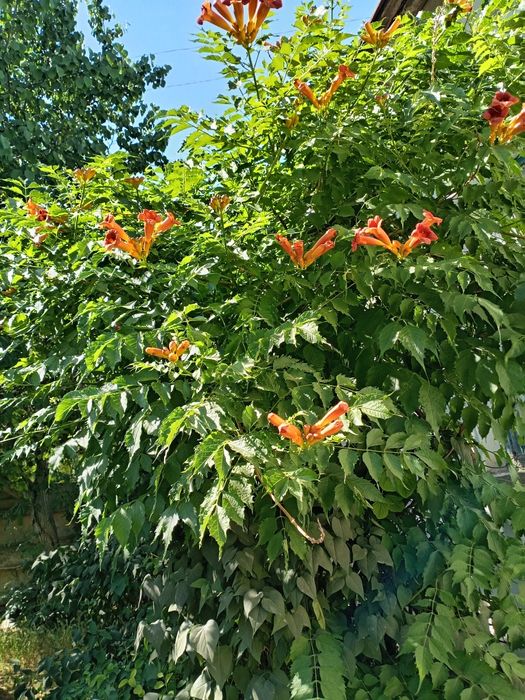 Продаётся садовые цветы