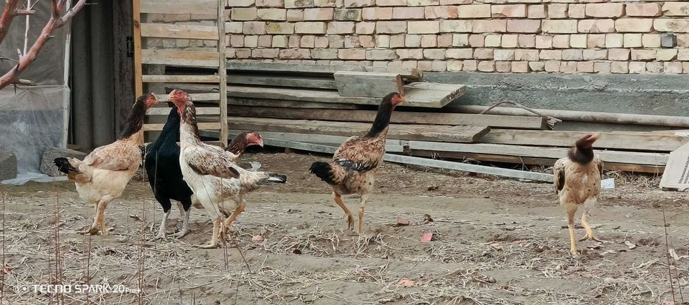 Дакан товукла сотилади