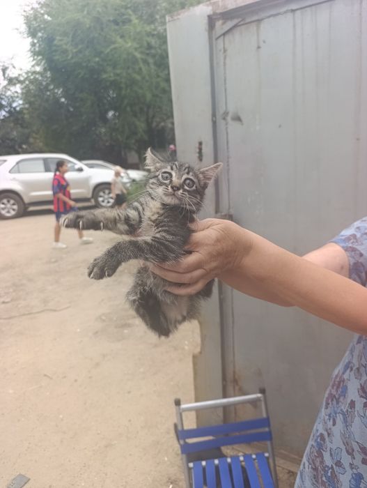 Маленький котик ищет дом