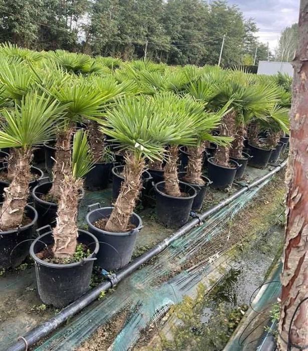 Palmier trachycharpus