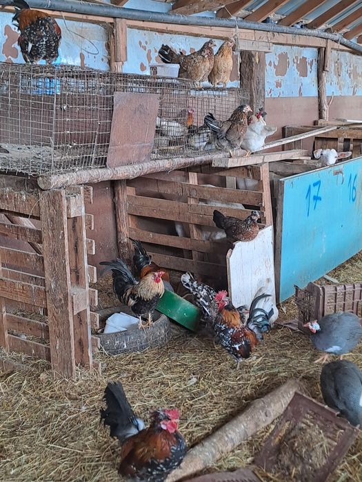 Декоративни кокошки и петли