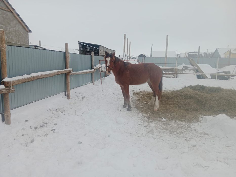 Продаётся жеребец