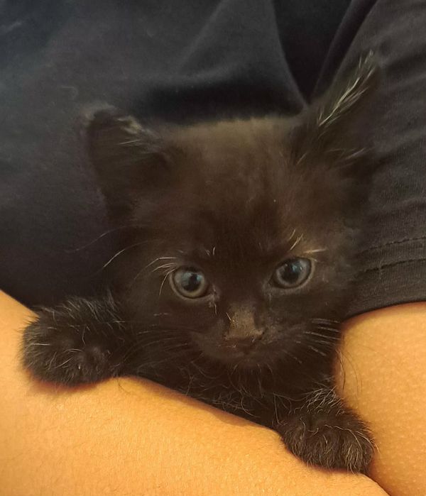 Котята отдадим бесплатно