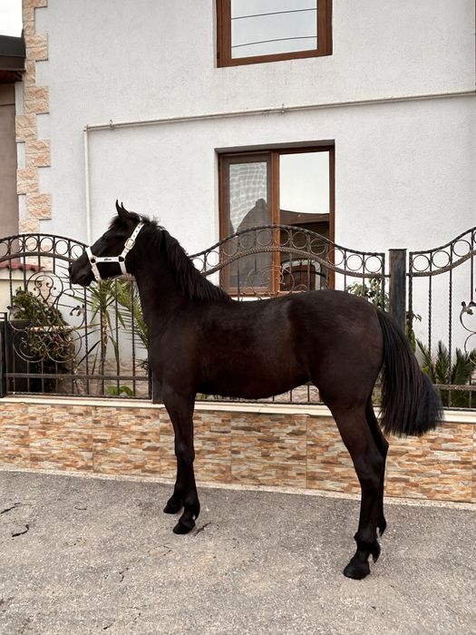 Iapă (mânză) frizian-lipitan