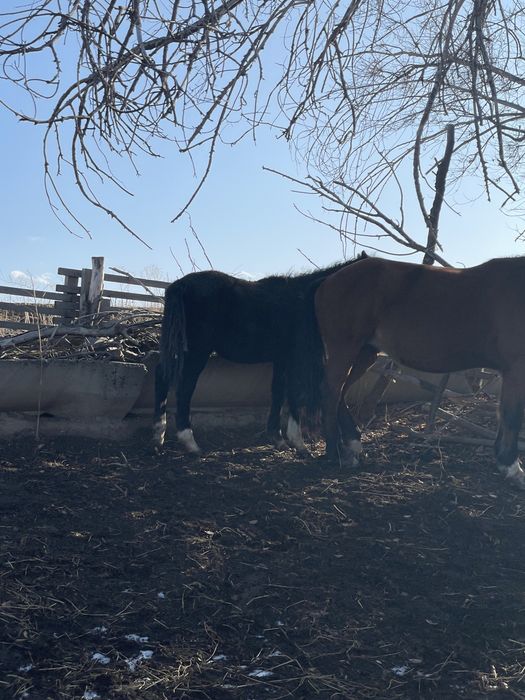 Үш бас жабағы сатылады