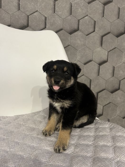 Отдам в хорошие руки щенка