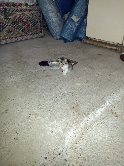 Отдам котят в хорошые руки беспдатно